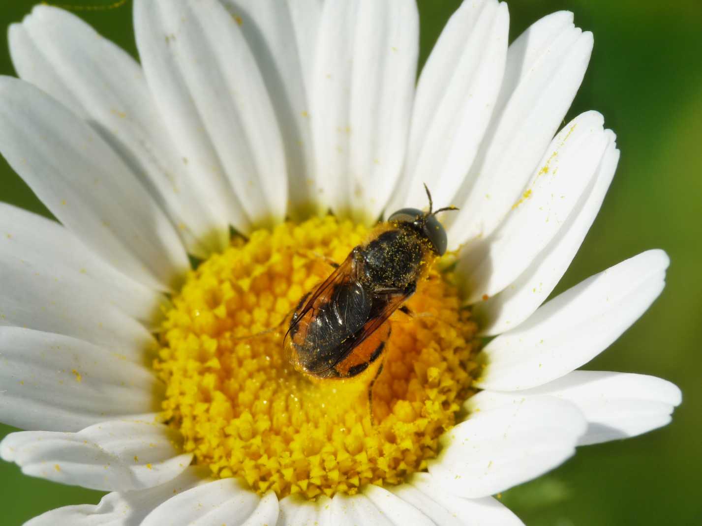 Odontomyia sp. (Stratiomyidae)